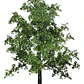 Encino / Quercus Robur / Árbol Ornamental - Miniatura 1