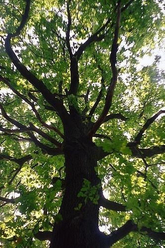 Encino / Quercus Robur / Árbol Ornamental 2