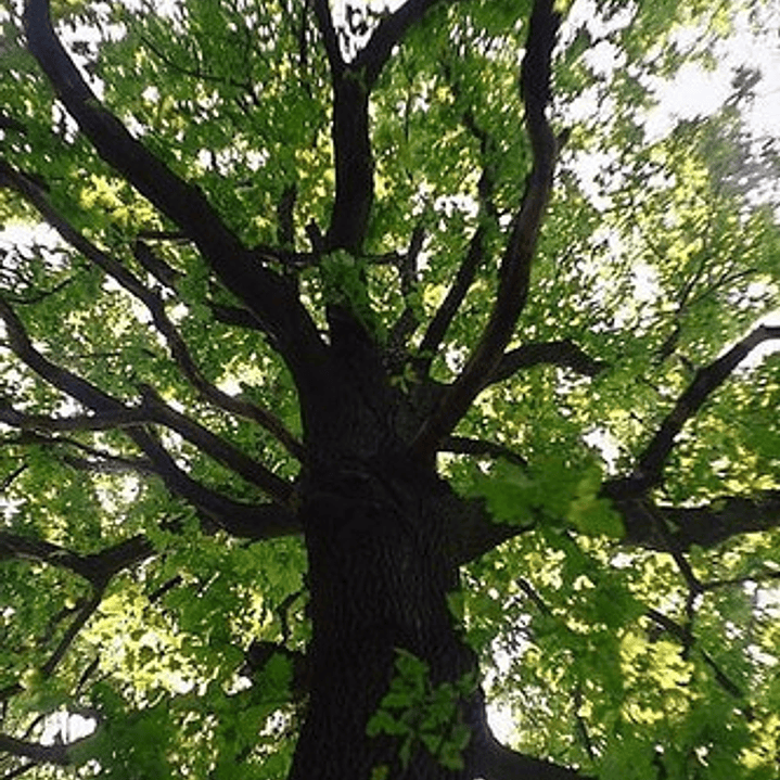 Encino / Quercus Robur / Árbol Ornamental 2