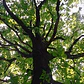 Encino / Quercus Robur / Árbol Ornamental - Miniatura 2