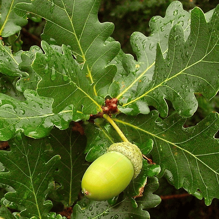 Encino / Quercus Robur / Árbol Ornamental 3