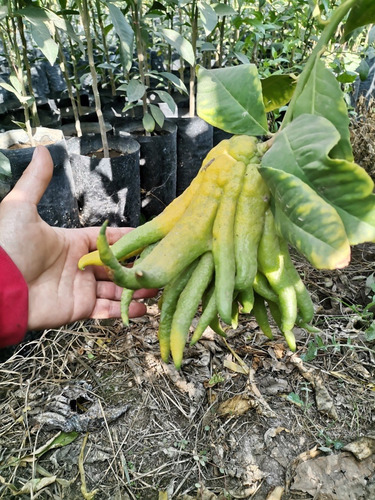 Limón Mano De Buda Limonero Frutal Injertado Exótico 1