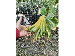 Limón Mano De Buda Limonero Frutal Injertado Exótico