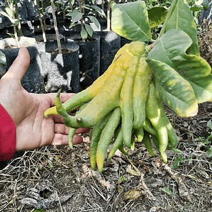 Limón Mano De Buda Limonero Frutal Injertado Exótico