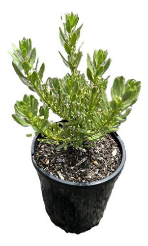 Pack De 10 Mioporo Parvifolium Rastrero Cubresuelo Flor 1
