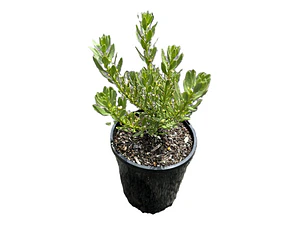 Pack De 10 Mioporo Parvifolium Rastrero Cubresuelo Flor
