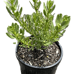 Pack De 10 Mioporo Parvifolium Rastrero Cubresuelo Flor