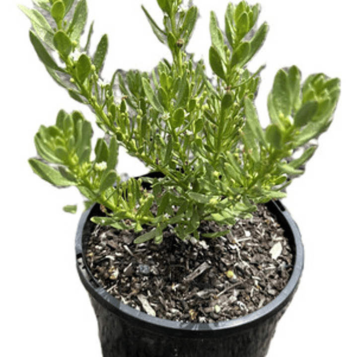 Pack De 10 Mioporo Parvifolium Rastrero Cubresuelo Flor 1