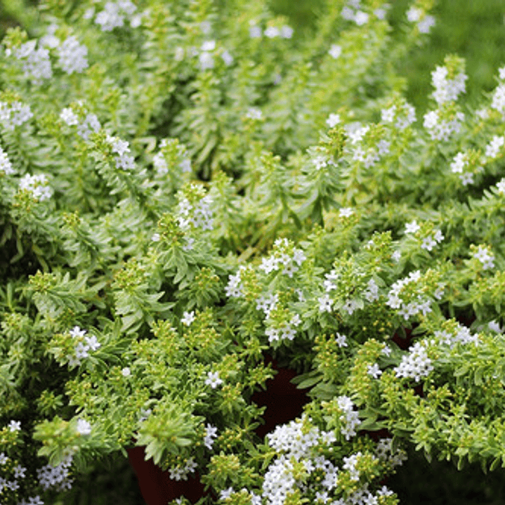 Pack De 10 Mioporo Parvifolium Rastrero Cubresuelo Flor 2