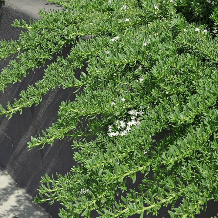 Pack De 10 Mioporo Parvifolium Rastrero Cubresuelo Flor 3