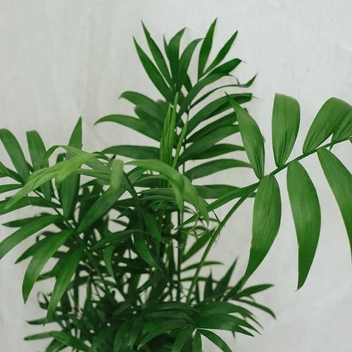 Chamaedorea Pequeña Planta Ornamental 1