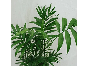 Chamaedorea Pequeña Planta Ornamental
