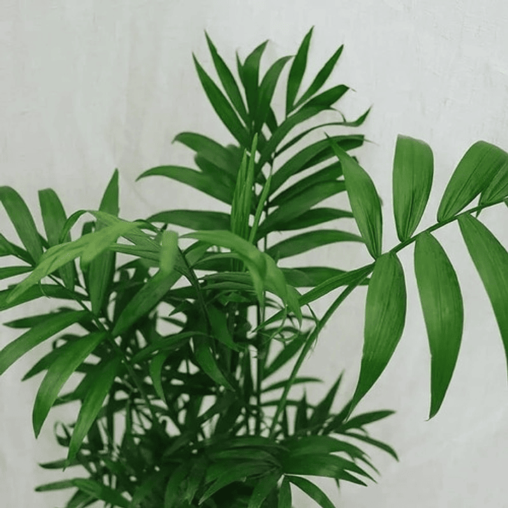 Chamaedorea Pequeña Planta Ornamental 1