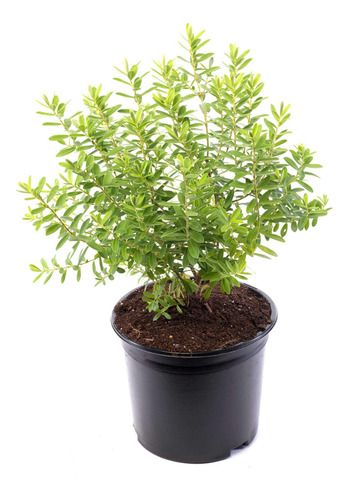Verónica Enana / Planta / Arbusto Ornamental 1