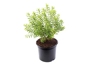 Verónica Enana / Planta / Arbusto Ornamental
