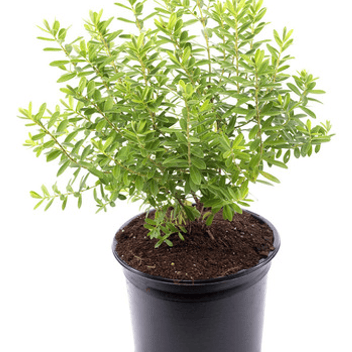 Verónica Enana / Planta / Arbusto Ornamental 1