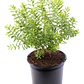 Verónica Enana / Planta / Arbusto Ornamental - Miniatura 1
