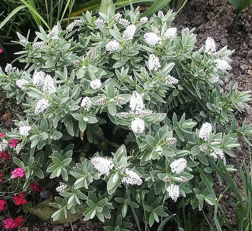 Verónica Enana / Planta / Arbusto Ornamental 2