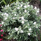 Verónica Enana / Planta / Arbusto Ornamental - Miniatura 2