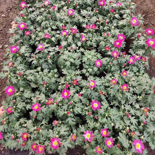 Crisantemo Fucsia Planta Ornamental 1