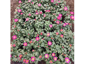 Crisantemo Fucsia Planta Ornamental