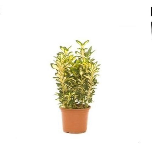 Evónimo Yema De Huevo Planta Ornamental (euonymus Japonicus) 1