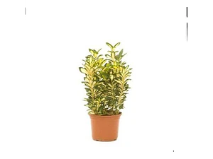 Evónimo Yema De Huevo Planta Ornamental (euonymus Japonicus)