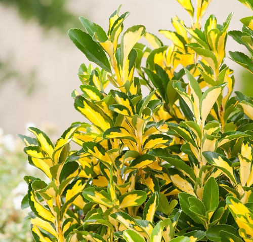 Evónimo Yema De Huevo Planta Ornamental (euonymus Japonicus) 2