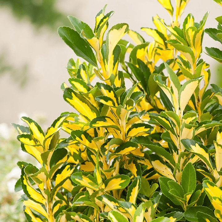 Evónimo Yema De Huevo Planta Ornamental (euonymus Japonicus) 2