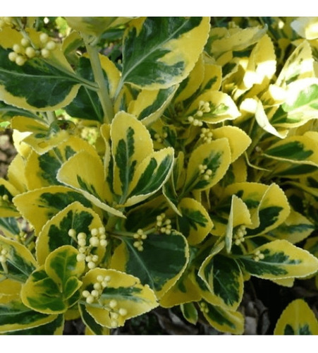 Evónimo Yema De Huevo Planta Ornamental (euonymus Japonicus) 3