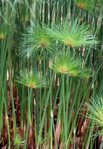 Papiro Egipcio / Cyperus Papyrus / Planta Ornamental 1
