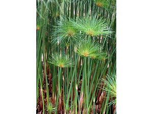 Papiro Egipcio / Cyperus Papyrus / Planta Ornamental