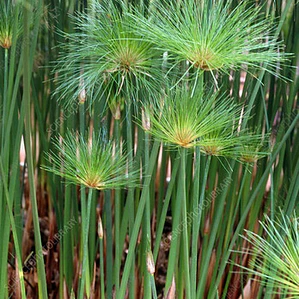 Papiro Egipcio / Cyperus Papyrus / Planta Ornamental