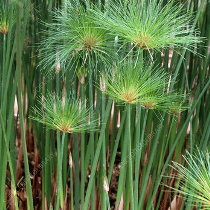 Papiro Egipcio / Cyperus Papyrus / Planta Ornamental 1