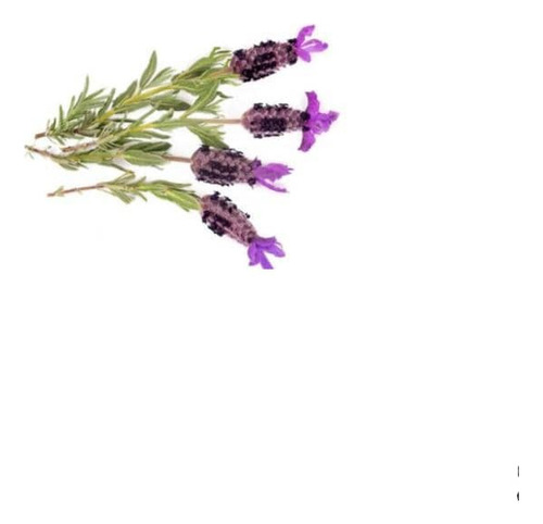 Lavanda Stoecha Fucsia Planta Arbusto Ornamental 1
