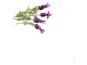 Lavanda Stoecha Fucsia Planta Arbusto Ornamental