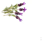 Lavanda Stoecha Fucsia Planta Arbusto Ornamental - Miniatura 1