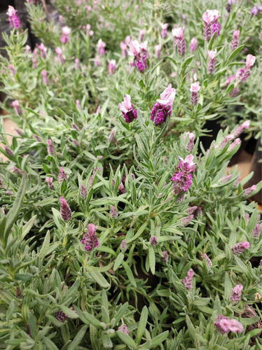 Lavanda Stoecha Fucsia Planta Arbusto Ornamental 2