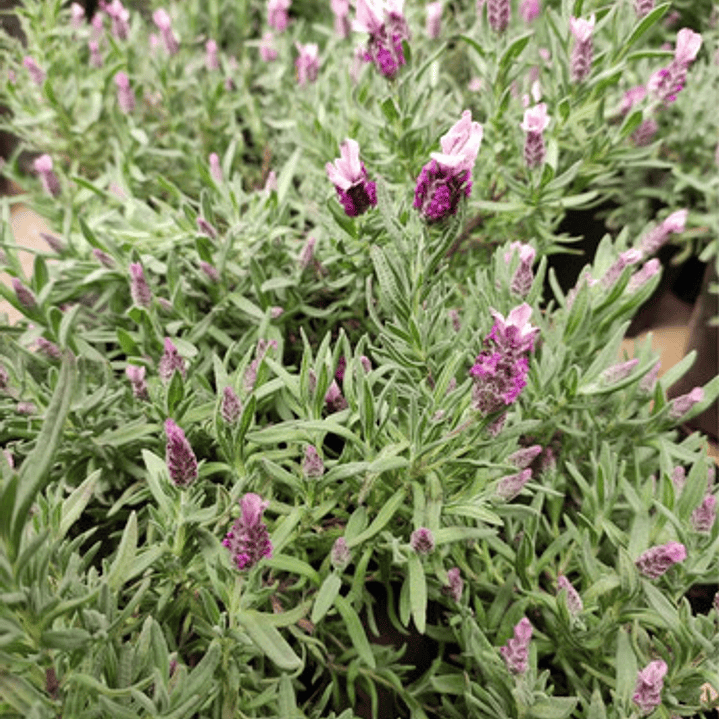 Lavanda Stoecha Fucsia Planta Arbusto Ornamental 2