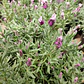 Lavanda Stoecha Fucsia Planta Arbusto Ornamental - Miniatura 2