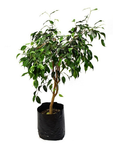Ficus Negro Planta Interior 1