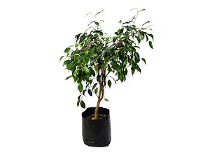 Ficus Negro Planta Interior