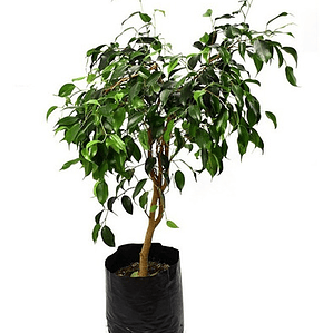 Ficus Negro Planta Interior