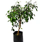 Ficus Negro Planta Interior - Miniatura 1