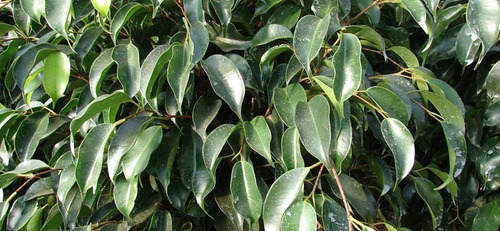Ficus Negro Planta Interior 2