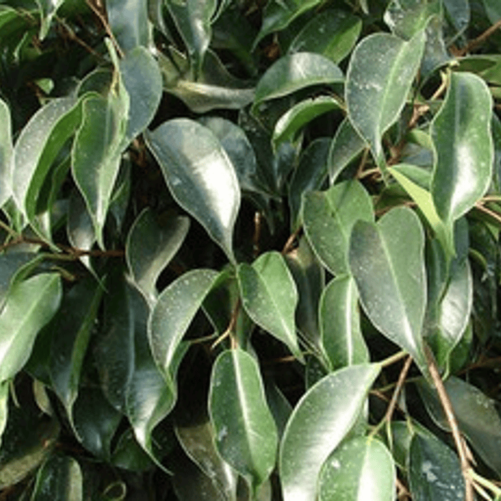 Ficus Negro Planta Interior 2