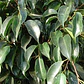 Ficus Negro Planta Interior - Miniatura 2