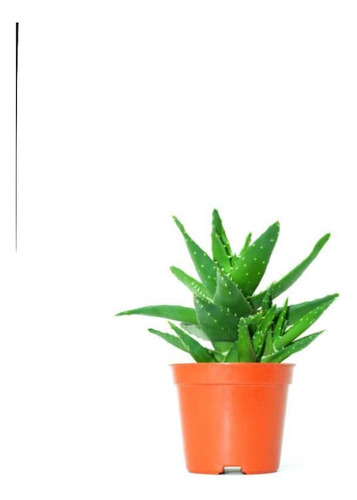 Aloe Saponaria Planta Suculenta Ornamental 1