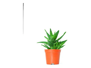 Aloe Saponaria Planta Suculenta Ornamental