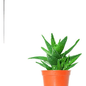 Aloe Saponaria Planta Suculenta Ornamental